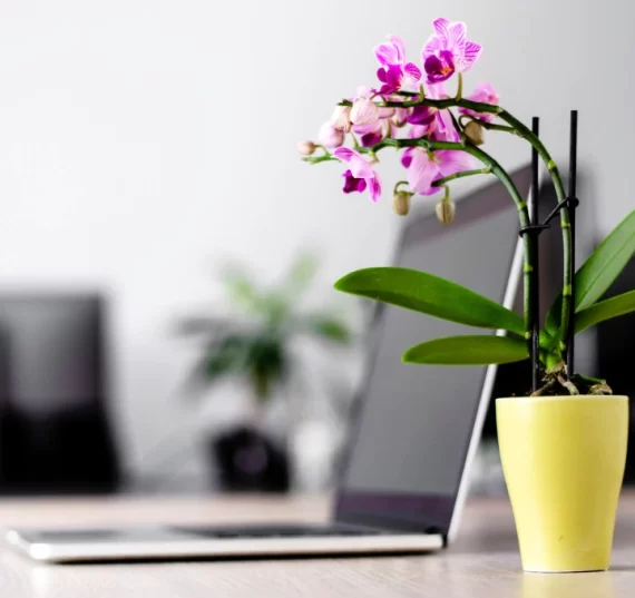 tidy-work-office-desk-with-laptop-and-a-flower-plant-picture-id1139420708_1024x1024